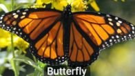 Butterfly, example of Arthropoda