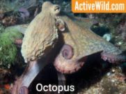 Octopus, example of Mollusca
