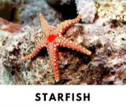 Starfish, example of Echinodermata