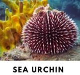 Sea urchin, example of Echinodermata