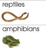 Classification of animals: vertebrates and invertebrates