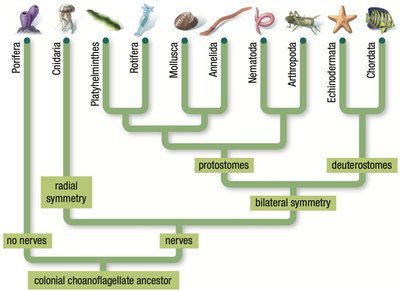 Phylogenetic tree of major animal phyla