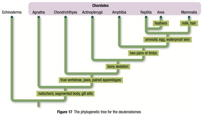 Classification table of animals with and without backbone