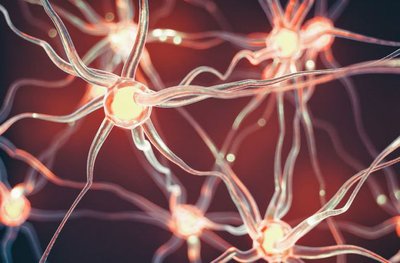 Neurons, specialized cells for coordination and sensing
