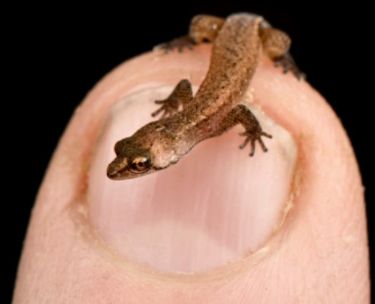 Tiny frog, example of vertebrate size diversity