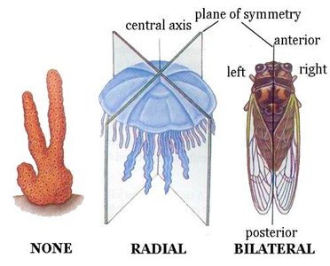 Diagram showing none, radial, and bilateral symmetry