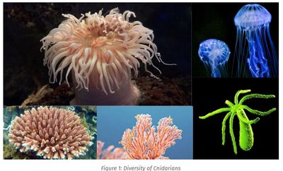 Diversity of cnidarians: jellyfish, corals, sea anemones