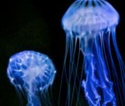 Jellyfish, example of radial symmetry
