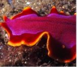 Flatworm, example of Platyhelminthes