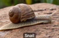 Snail, example of Mollusca