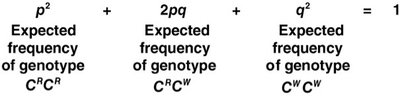 Hardy-Weinberg genotype frequencies