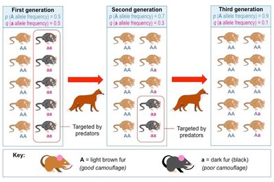 Cartoon of Hardy-Weinberg assumptions