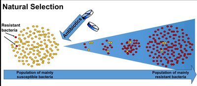 Natural selection in bacteria