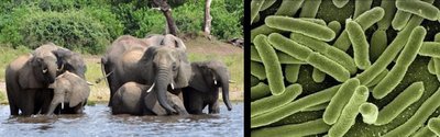 Elephants and bacteria illustrating mutation rates