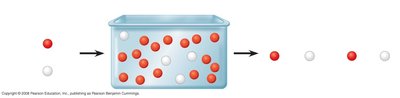 Hardy-Weinberg equation