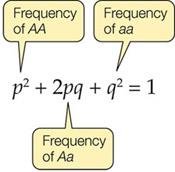 Hardy-Weinberg equilibrium explanation