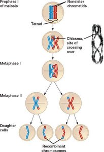 Meiosis and crossing over
