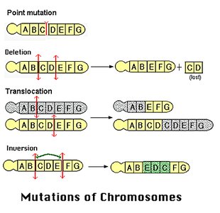 Types of chromosomal mutations
