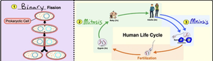 Diagram of binary fission, mitosis, and meiosis in the human life cycle
