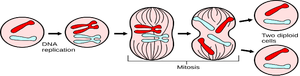 Diagram of mitosis stages: prophase, metaphase, anaphase, telophase, cytokinesis