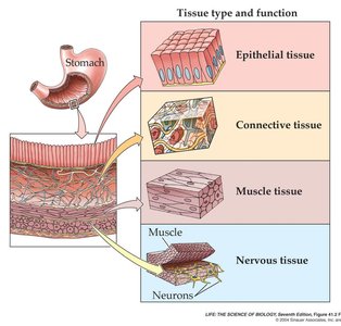 Diagram showing the four basic tissue types and their location in the stomach wall