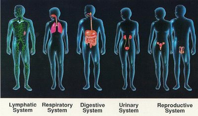 Diagram of major human organ systems (lymphatic, respiratory, digestive, urinary, reproductive)