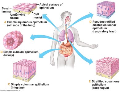 Diagram of different types of epithelial tissue and their locations