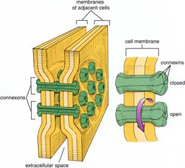 Diagram of intercellular junctions in epithelial cells