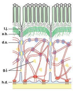 Diagram of gap junction structure
