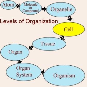 Diagram of levels of biological organization from atom to organism
