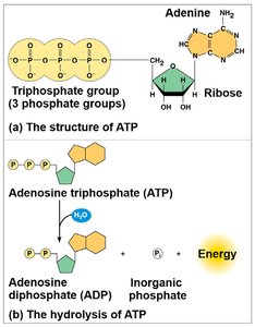 Structure and hydrolysis of ATP