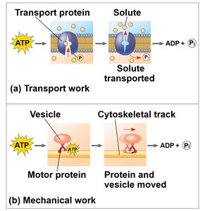 Transport and mechanical work powered by ATP