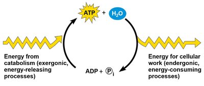 ATP cycle
