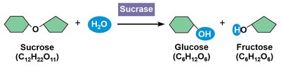 Enzyme-catalyzed hydrolysis of sucrose