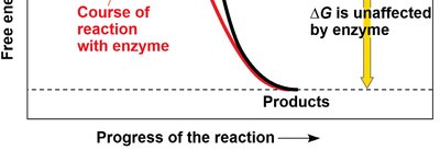 Enzyme lowers activation energy