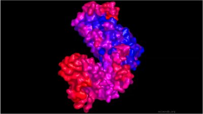 Induced fit in enzyme