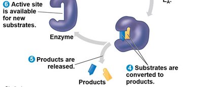 Catalysis in enzyme active site