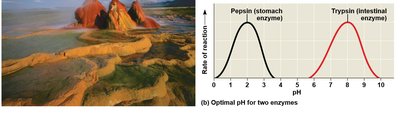 Optimal pH for enzymes
