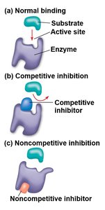 Competitive and noncompetitive inhibition