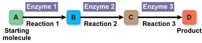 Diagram of a metabolic pathway