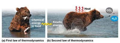 Bear demonstrating first and second law of thermodynamics