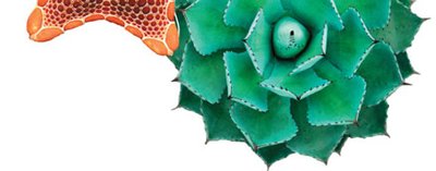 Biological order and disorder