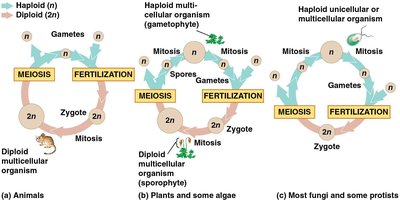 Comparison of animal, plant/algae, and fungi/protist life cycles