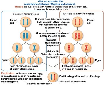 Visual comparison of meiosis and mitosis, showing chromosome behavior and genetic variation