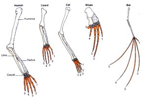Pentadactyl limb homology in vertebrates
