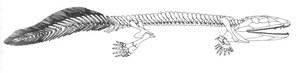 Acanthostega