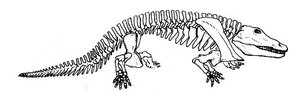 Eryops