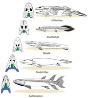 Tiktaalik roseae reconstruction