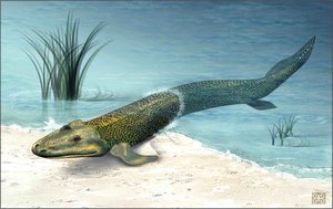Tiktaalik fossil