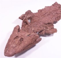 Tiktaalik evolutionary sequence